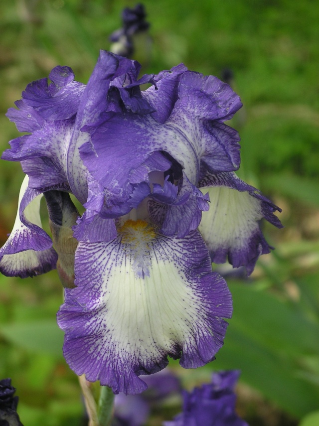 Iris  - Page 8 Imgp7422