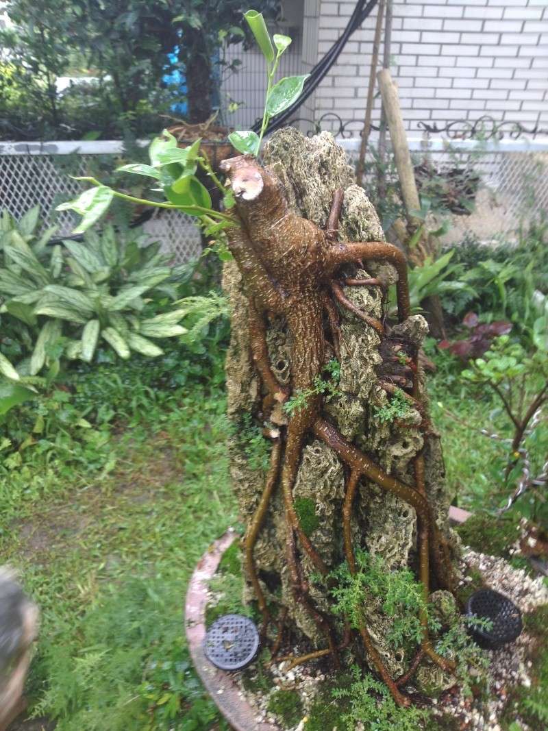 Restyling Root Over Rock Ficus Microcarpa. Choppe11
