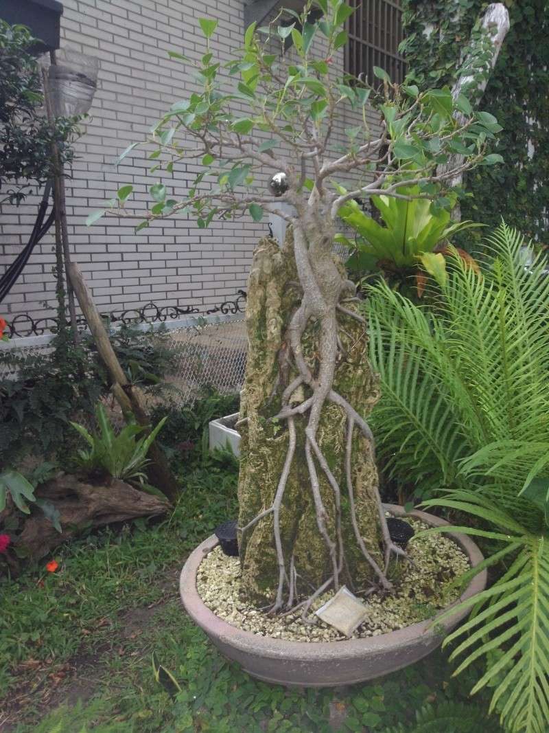 Restyling Root Over Rock Ficus Microcarpa. P_201310