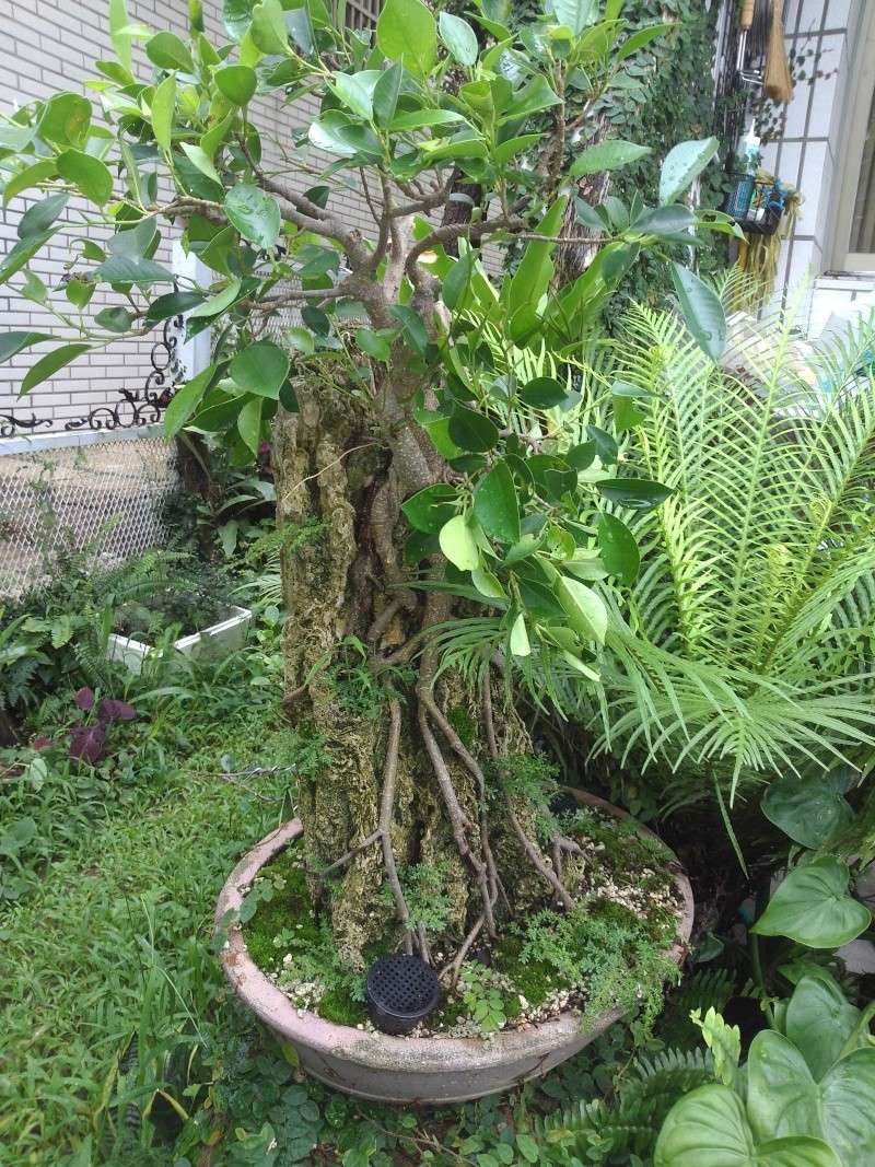 Restyling Root Over Rock Ficus Microcarpa. P_201311