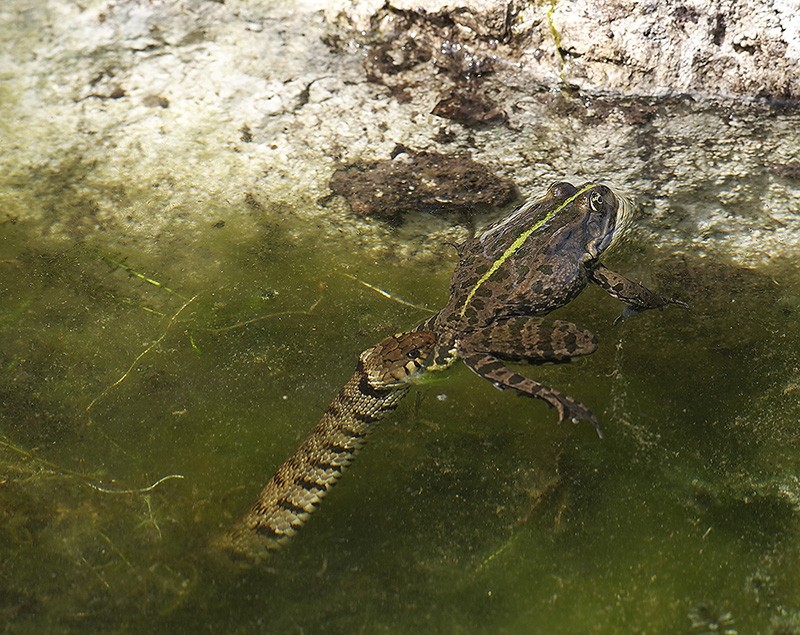 Qui a dit que la grenouille avait les yeux plus gros que le ventre? Il y a pire qu'elle, la preuve! _4255218