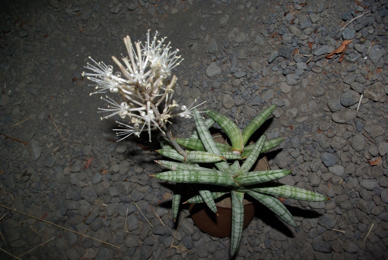 Identification sanseveria Imgp4110