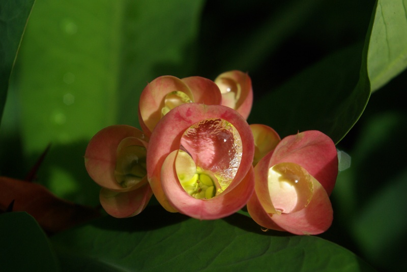 Euphorbia milii hybride Imgp5722