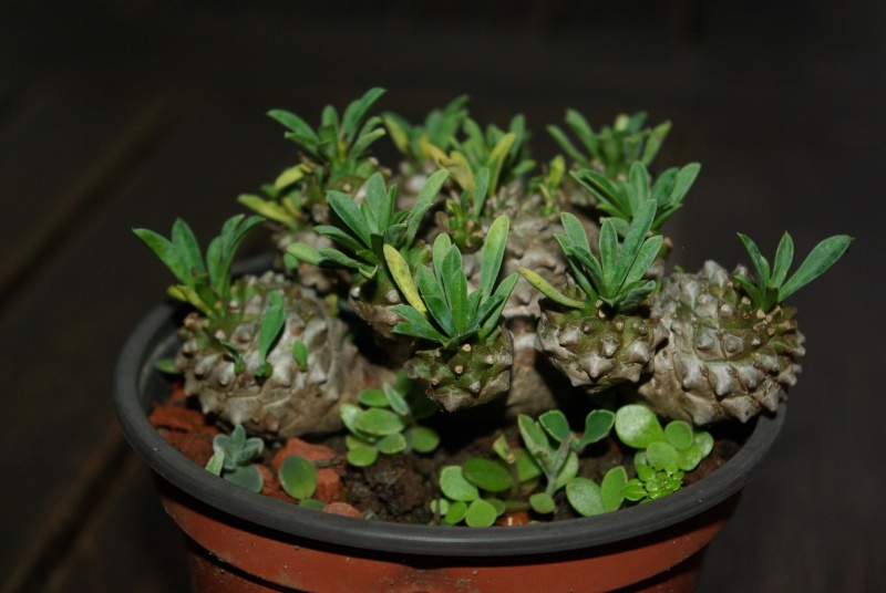 Euphorbia x japonica Imgp5726