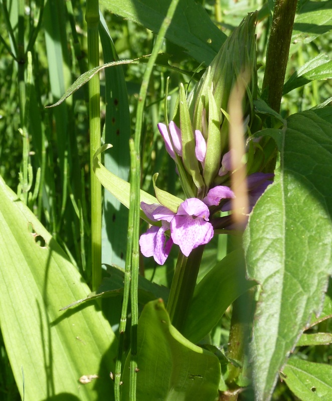 Einheimische Orchideen am Standort Orchis13