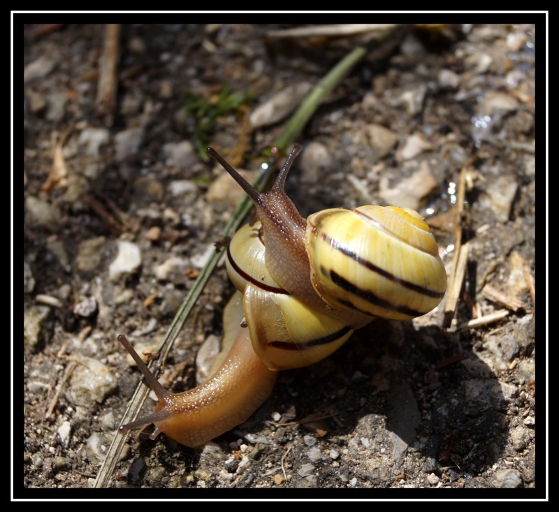 Bêtes à cornes! Escarg11
