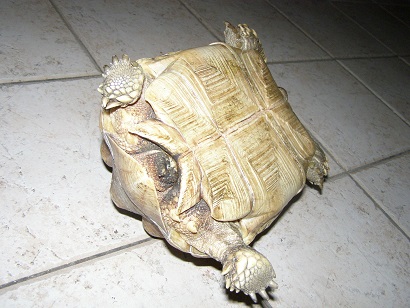 sulcata mâle ou femelle ? P5110410