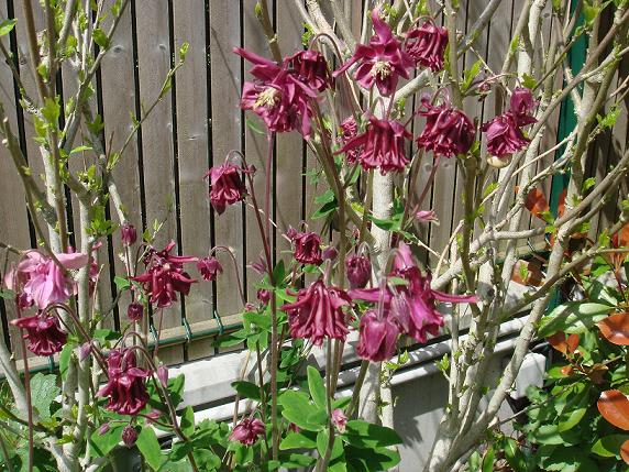 Aquilegia !!! - Page 4 Dsc09210