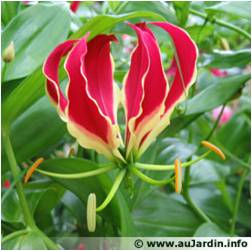 Gloriosa ou Lis de Malabar Glorio10