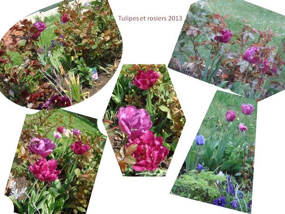 la saison des tulipes 2013 - Page 4 Tulipe11