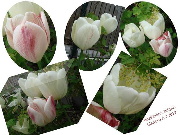 la saison des tulipes 2013 - Page 4 Tulipe12