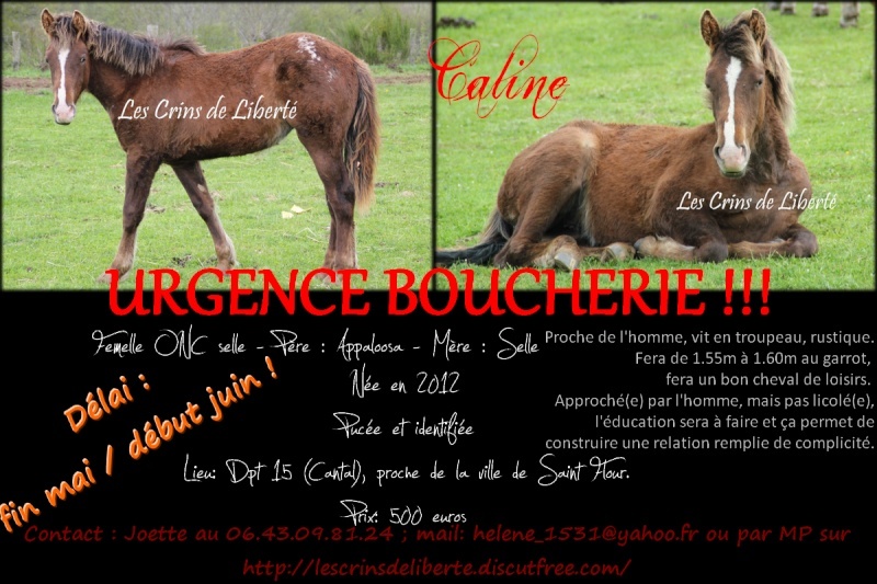 pouliche type appaloosa Caline13