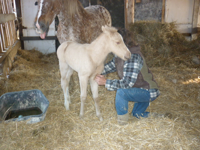 A vendre appaloosa x quarter nommé Cochise Chantana Bren P1050310