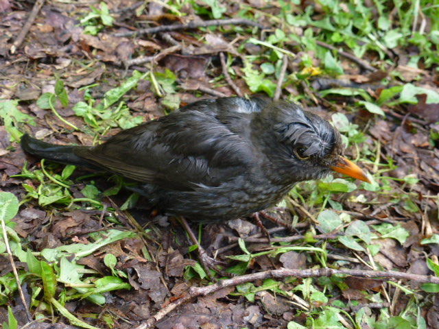 Jeune merle à sauver ? P1020910