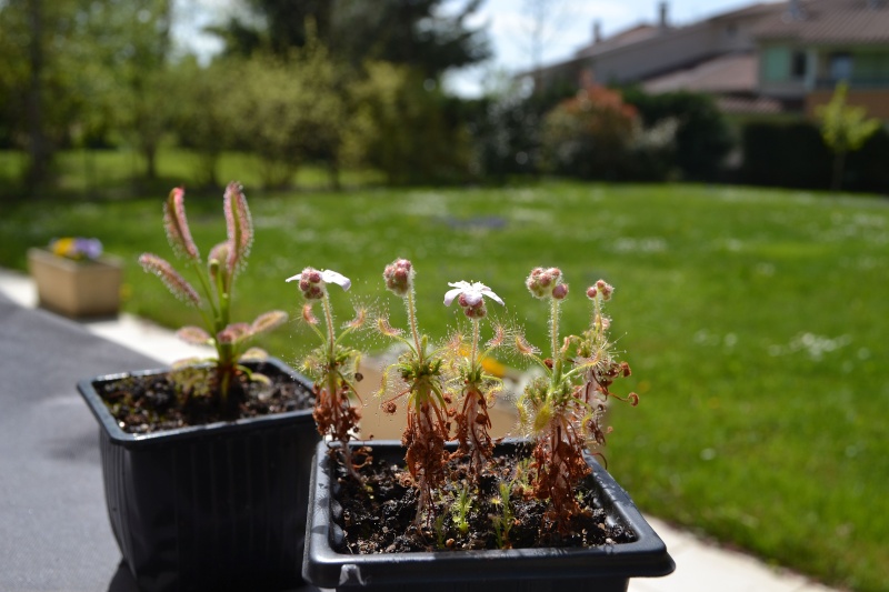 Photo drosera adelae, scorpioide et capensis BK Dsc_0715