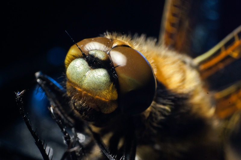 [Libellula quadrimaculata] libellula mal rasée Closer10