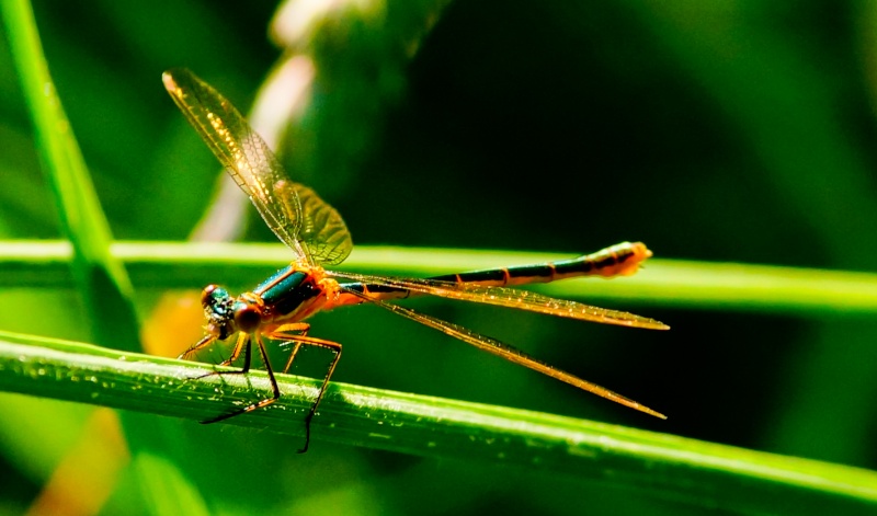 [Lestes sp.] pennipatte orangé à conf? Po110