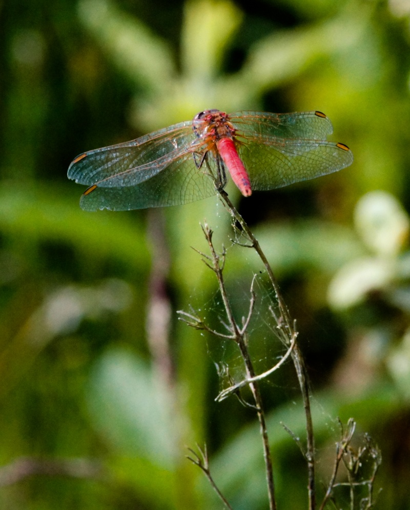 [Sympetrum fonscolombii] Attention aux rouges en 2013 Sans_t62