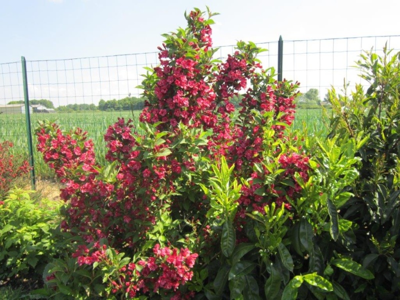 mon jeune jardin de touraine - Page 7 Img_2150