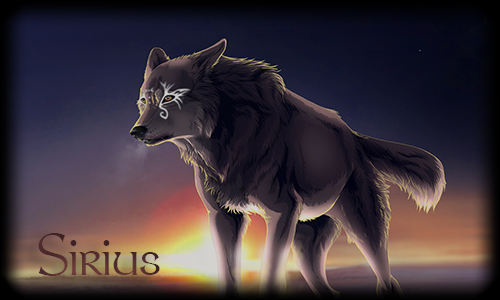 Sirius, le beau le brave, le sex... Euh pardon, le loup :3 (Terminé) Loupsi10