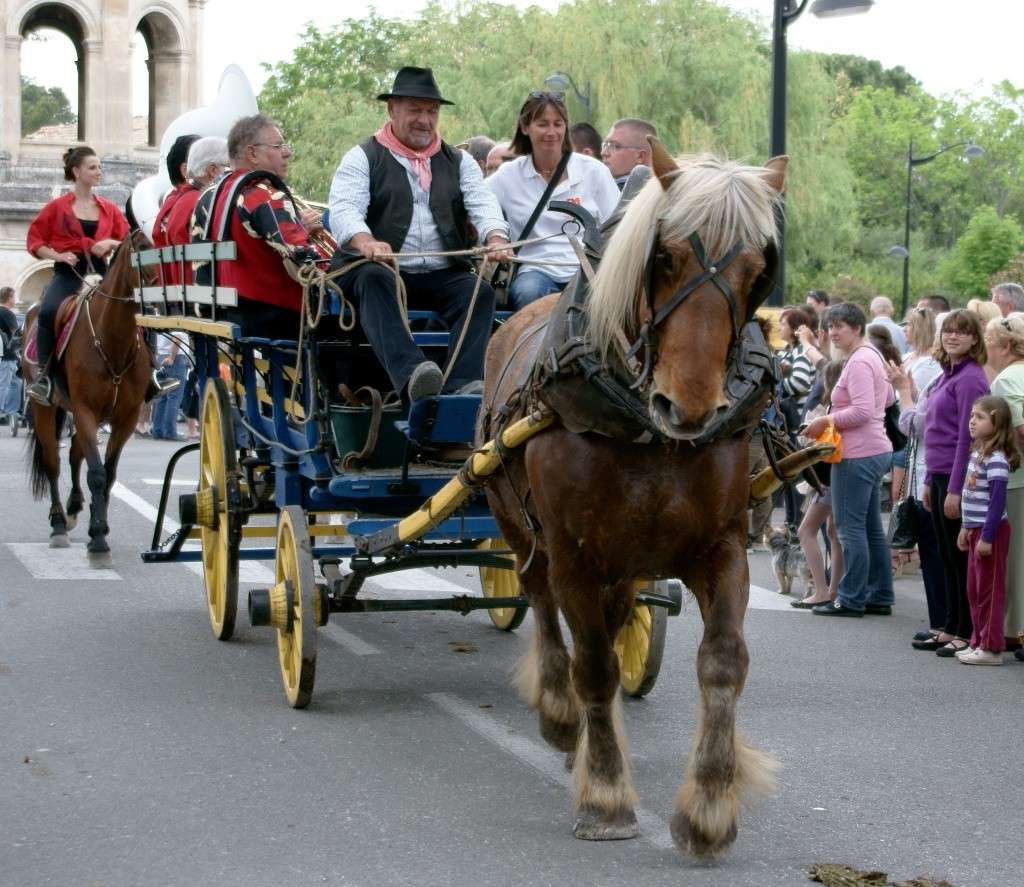 Foire aux chevaux de Bédarrides Dsc02632