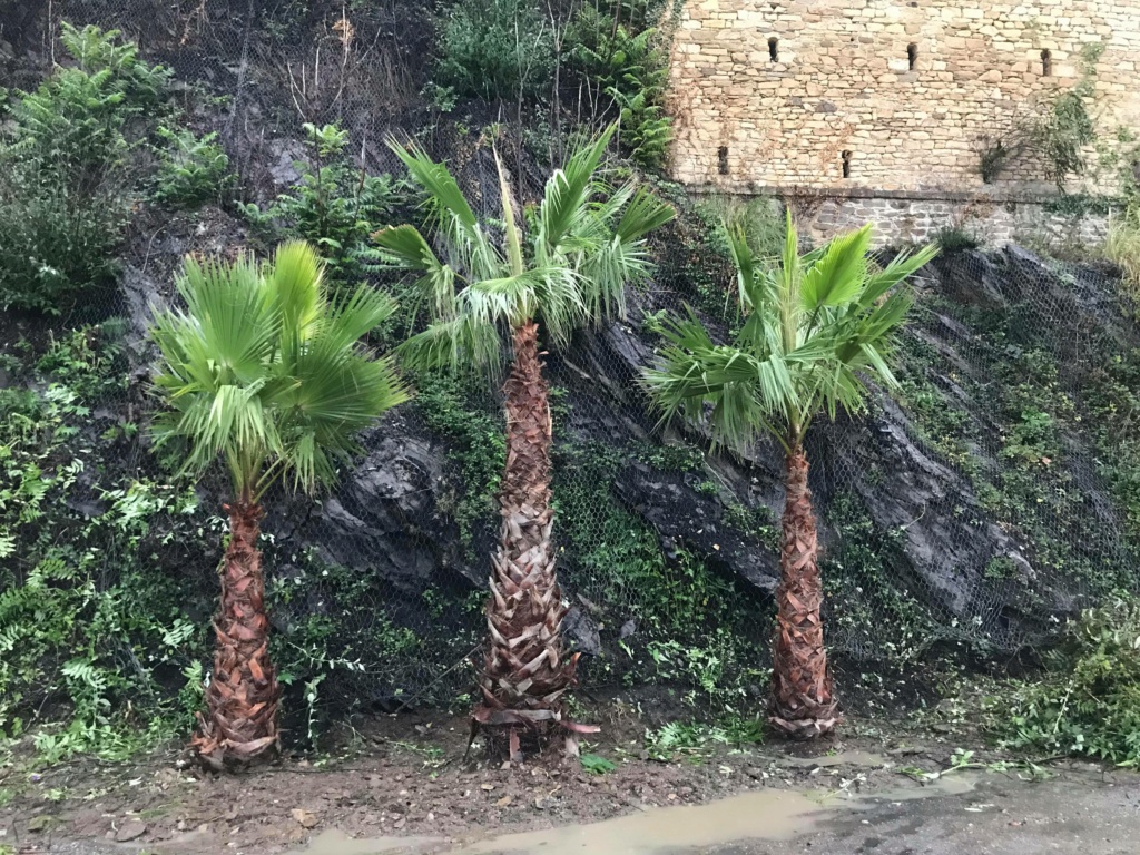 Jardin extraordinaire sur les falaises de Brest 12037110