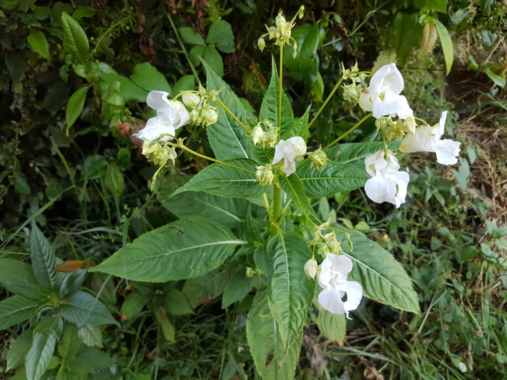 Impatiens glandulifera - balsamine de l'Himalaya - Page 3 20190710