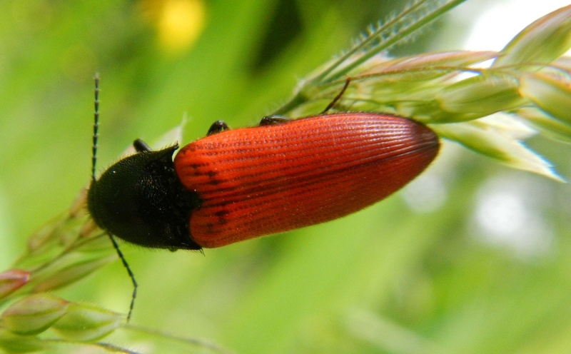 [Ampedus sp] un coleo rouge tête noire? 01710