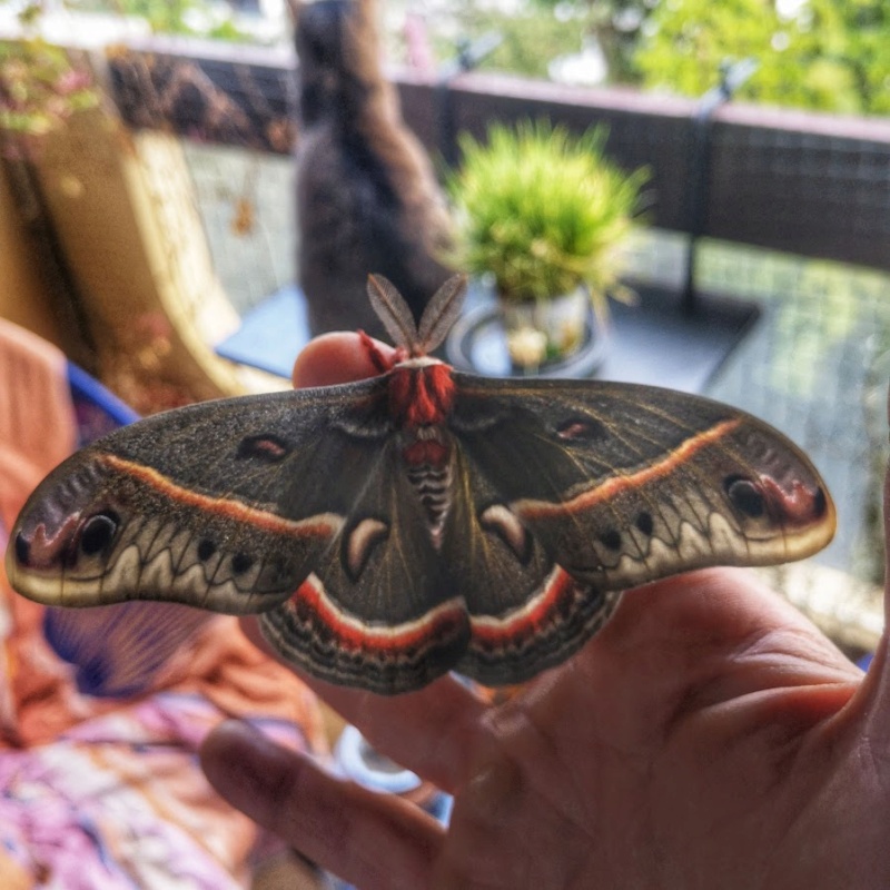 oeufs hyalophora cecropia Img_2010