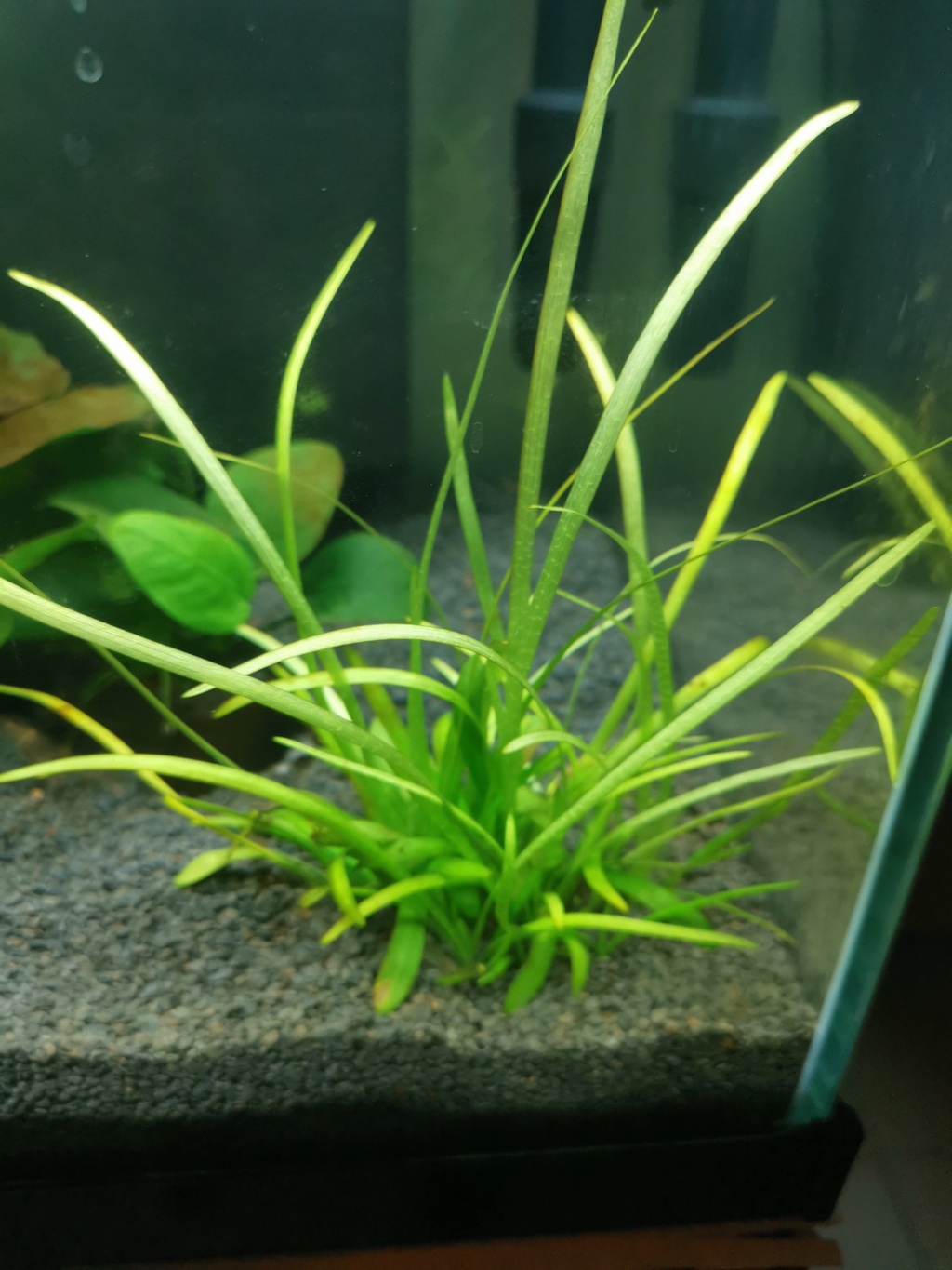 Soucis sagittaria Img_2015