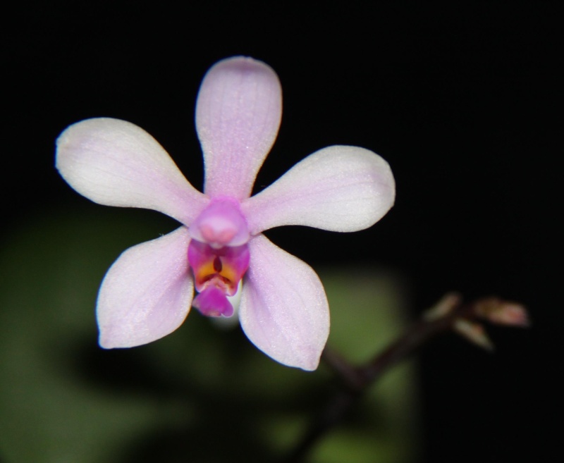 Phalaenopsis wilsonii Phal_w10