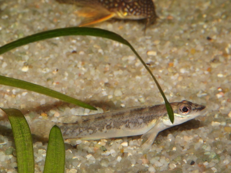 Teleocichla sp Xingu III et T. centrarchus Teleoc38