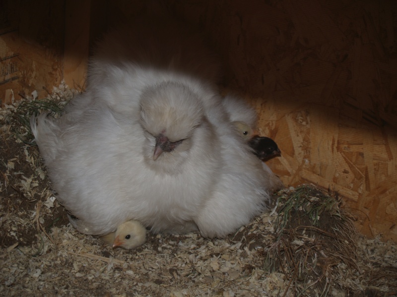 silkie hen with her brood P5266111