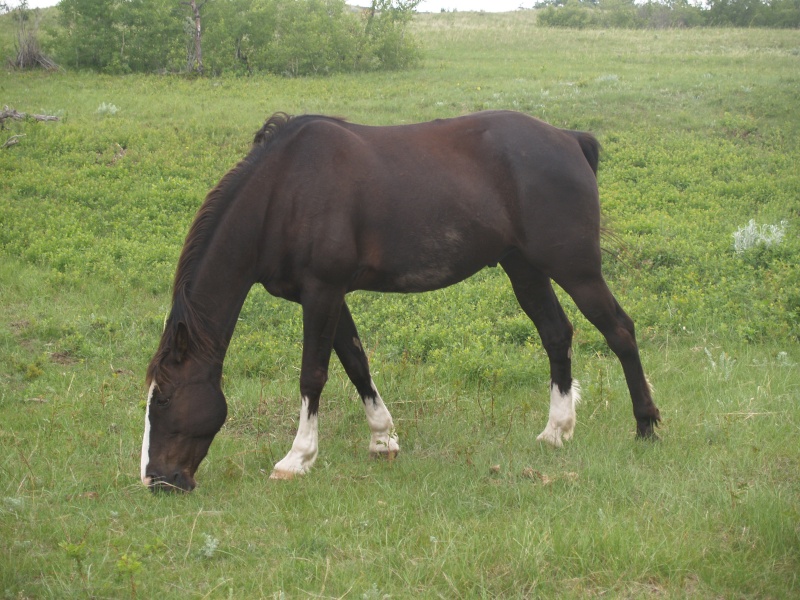 horse pics P6146120