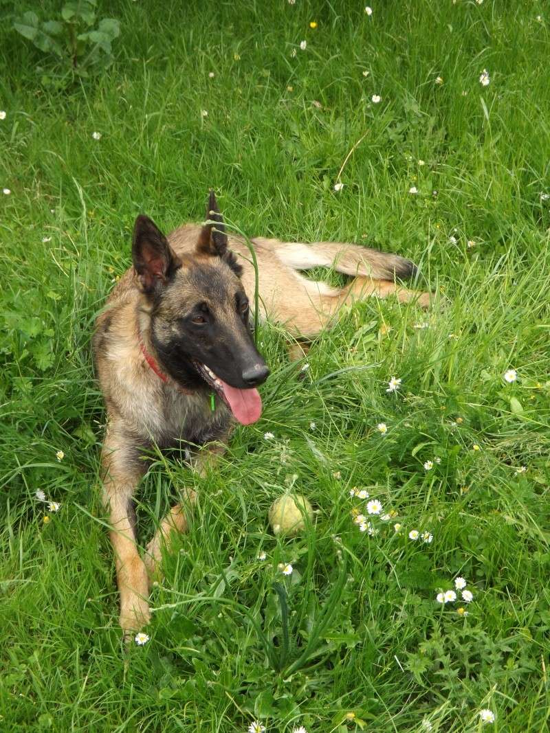 Galaxy, Berger Malinois, née le 21.06.2011, SPA Evreux Dscf2211