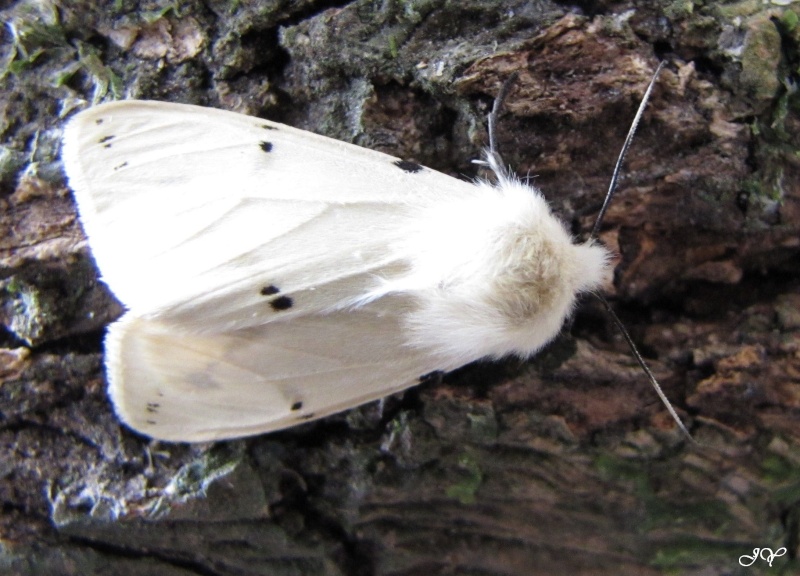 Spilosoma Lubricipeda. Ecaill11