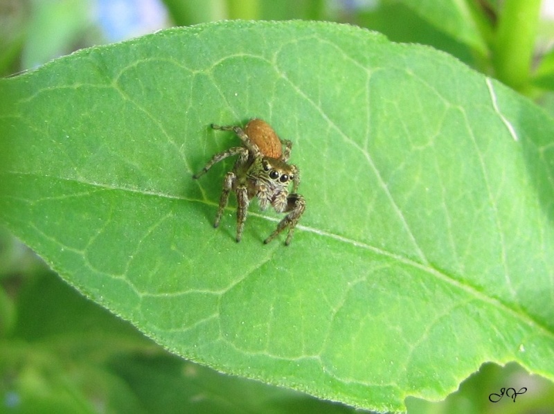 Nouvelle Salticidae. Img_1311