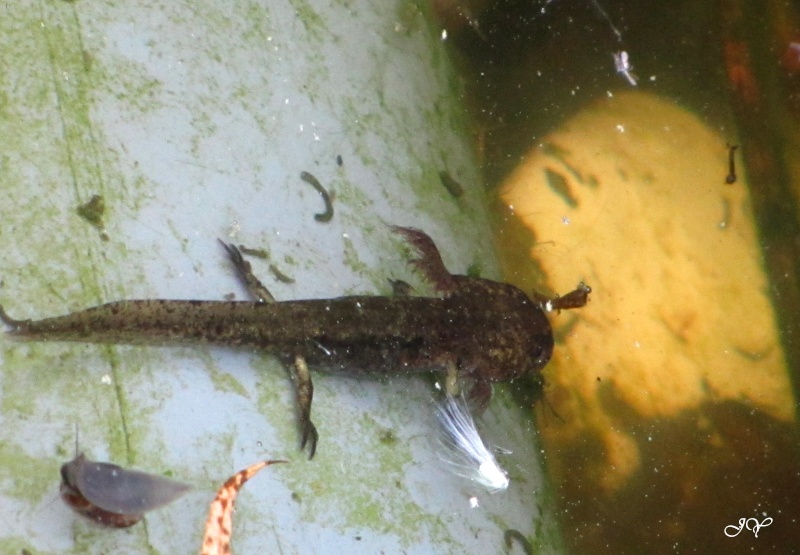 [Salamandra salamandra & Lissotriton helveticus] Dans la mare Img_1510