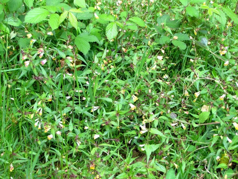 Plante sauvage (Melampyrum pratense) Img_2310