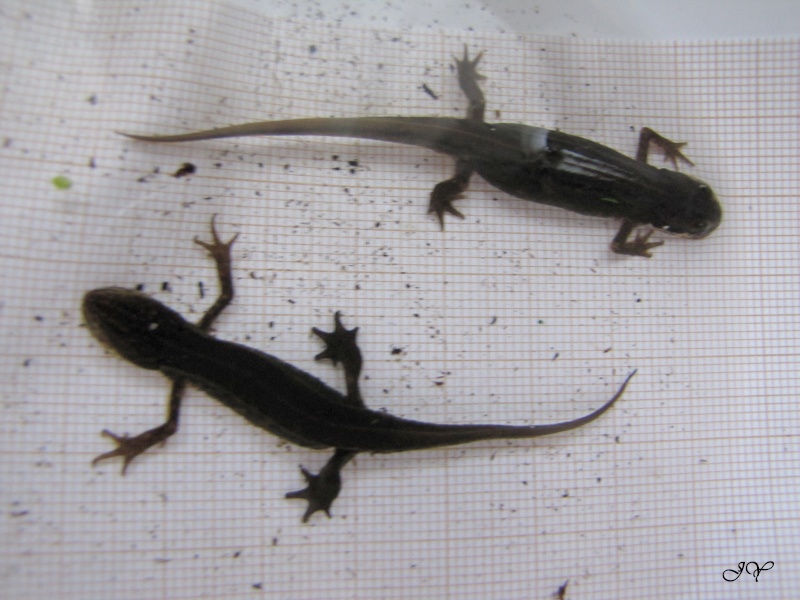 [Salamandra salamandra & Lissotriton helveticus] Dans la mare Img_3712