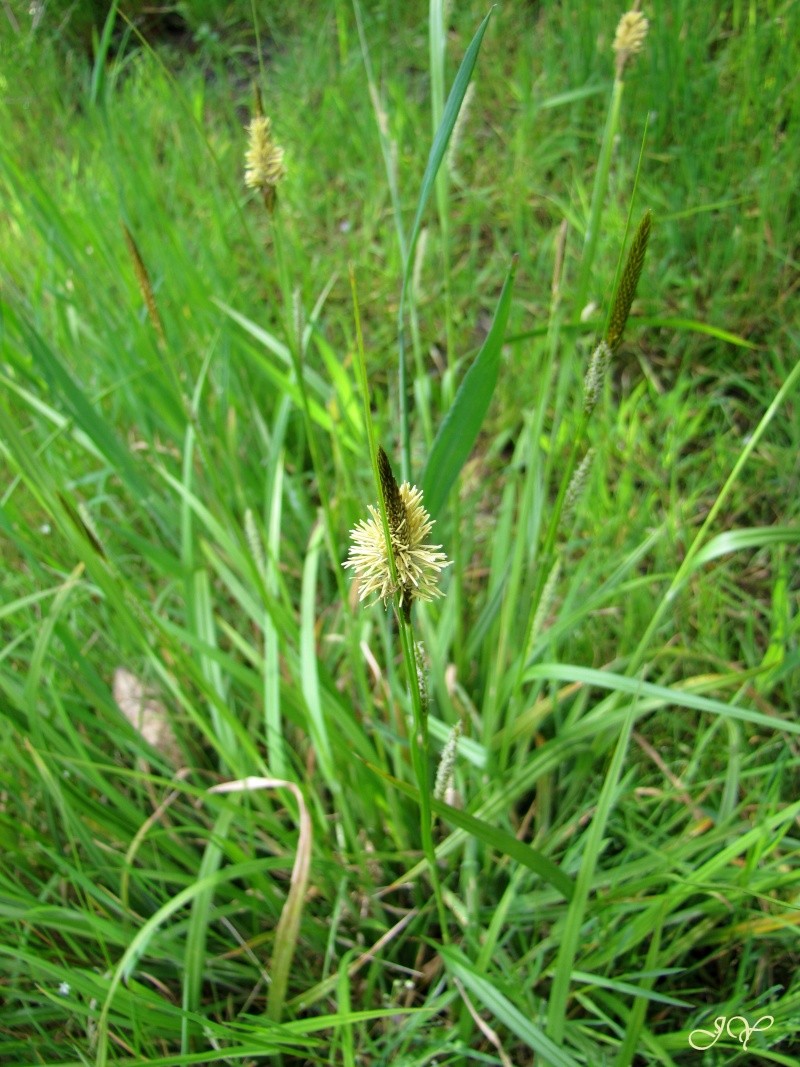 Herbe (Carex laevigata) Img_8911