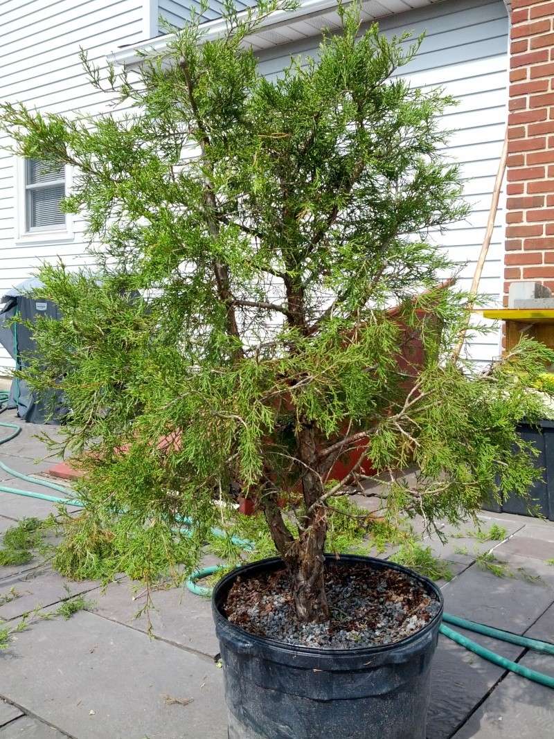 Eastern Red Cedar Informal Upright Img_2013