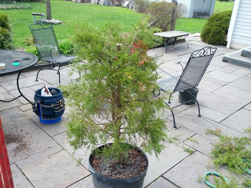 Eastern Red Cedar Informal Upright Img_2014