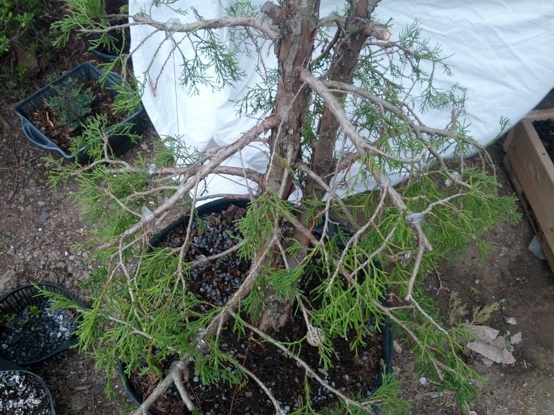 Eastern Red Cedar Informal Upright Img_2017