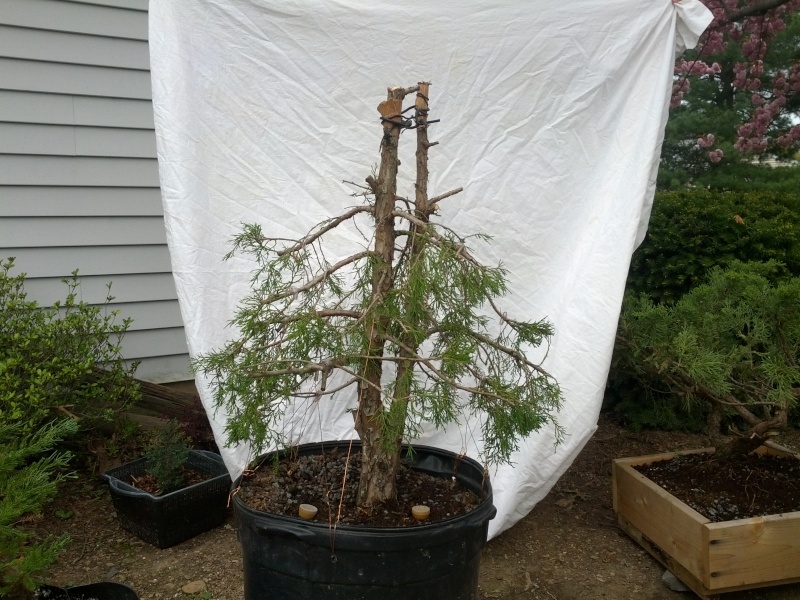 Eastern Red Cedar Informal Upright Img_2019