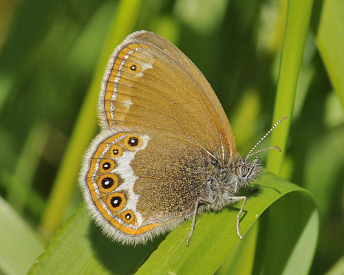 Le mélibée (Coenonympha hero) (Linné, 1761) Coenon11