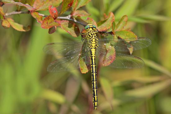 Le gomphe à pattes jaunes (Stylurus [Gomphus] flavipes) (Charpentier, 1821) Gomphu10