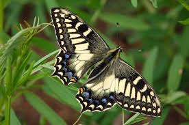 Le porte-queue de Corse (Papilio hospiton) (Genè, 1839)  Talach17