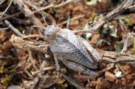 Le criquet hérisson (Prionotropis hystrix spp. azami) (Uvarov, 1923) Talach25