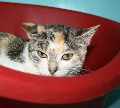 Edmonde, petite puce de 1 an en refuge, FELV+ (RP)  Image10